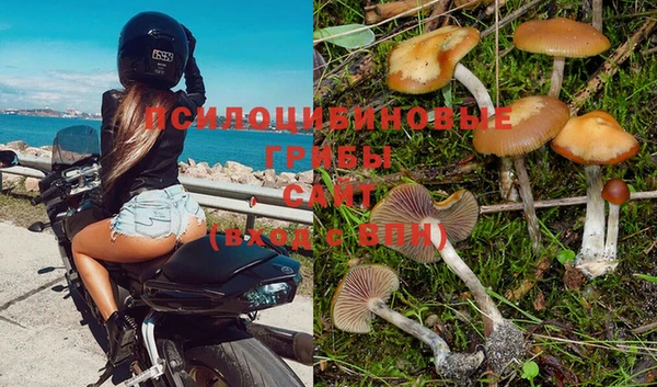 индика Белоозёрский