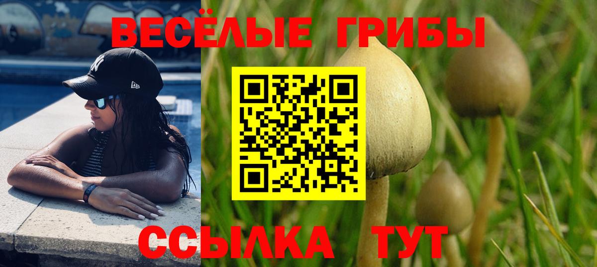 Псилоцибиновые грибы Psilocybe  Вход с VPN  что такое   Славгород 